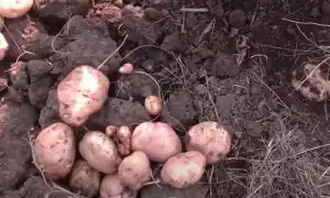 К чему снится копать картошку во сне: что случится обязательно в будущем