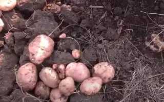 К чему снится копать картошку во сне: что случится обязательно в будущем