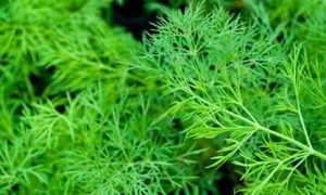 К чему снится укроп: толкование и смысл в сновидениях