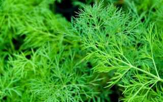 К чему снится укроп: толкование и смысл в сновидениях