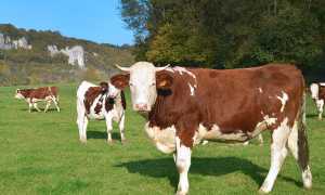 К чему снится корова во сне женщине, девушке и мужчине: толкование и значение