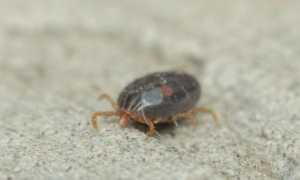 К чему снятся блохи во сне женщине и мужчине: на кошке, на себе, на собаке, в земле и их значение