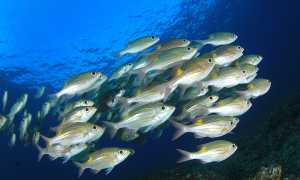 К чему снится есть рыбу: исключительно сбывающиеся толкования и их значение