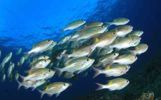 К чему снится есть рыбу: исключительно сбывающиеся толкования и их значение