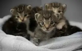 К чему снятся маленькие котята во сне женщине, девушке и мужчине: толкование и значение