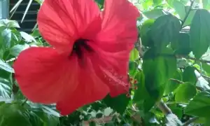 Растения счастья: какие держать в доме для уюта