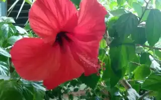 Растения счастья: какие держать в доме для уюта