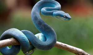 Сонник: большая змея и её значение