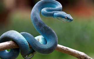 Сонник: большая змея и её значение