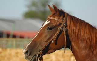 К чему снится лошадь во сне женщине, девушке и мужчине: толкование и значение