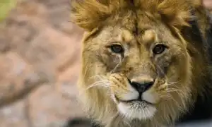 К чему снится лев во сне женщине и мужчине: толкование и значение