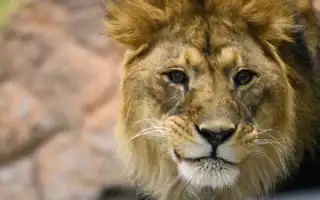 К чему снится лев во сне женщине и мужчине: толкование и значение