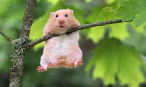 К чему снится хомяк во сне: один большой или много маленьких – толкование и значение