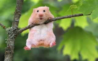 К чему снится хомяк во сне: один большой или много маленьких – толкование и значение