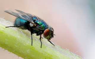 К чему снятся мухи во сне в большом количестве женщине и мужчине: толкование и значение