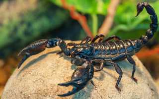 К чему снится скорпион во сне большой, маленький, черный, кусает и его значение