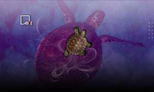 К чему снится черепаха во сне: сбывающиеся толкования и их значение