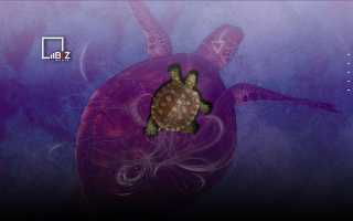 К чему снится черепаха во сне: сбывающиеся толкования и их значение