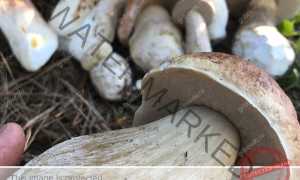 К чему снятся белые грибы во сне женщине, девушке, мужчине: толкование и значение