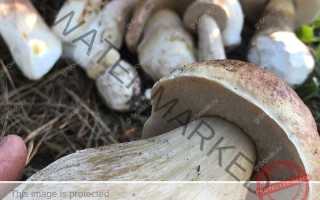 К чему снятся белые грибы во сне женщине, девушке, мужчине: толкование и значение