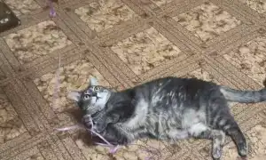 К чему снится умерший кот живым женщине и мужчине во сне: толкование и значение