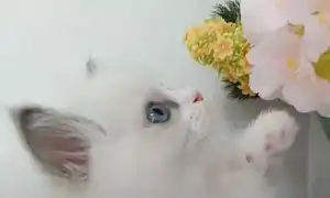 К чему снится белый котёнок маленький женщине и мужчине во сне