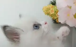 К чему снится белый котёнок маленький женщине и мужчине во сне