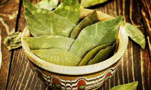 Заговоры на лавровый лист, магические и лечебные свойства лавра для здоровья