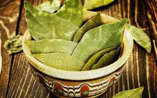 Заговоры на лавровый лист, магические и лечебные свойства лавра для здоровья