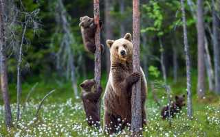 Почему приснился бурый медведь в ночных грезах