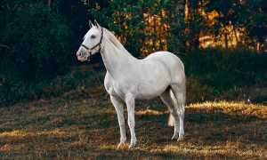 К чему снится белая лошадь во сне по сонникам и их толкованиям