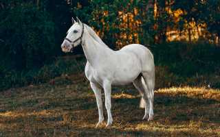 К чему снится белая лошадь во сне по сонникам и их толкованиям