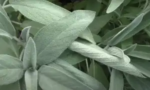 Бабушкины способы и приметы на беременность: проверенные советы