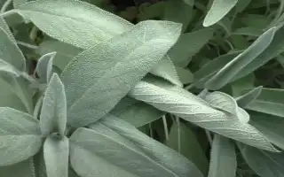 Бабушкины способы и приметы на беременность: проверенные советы