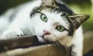Кошка смотрит в глаза: приметы и суеверия о животных