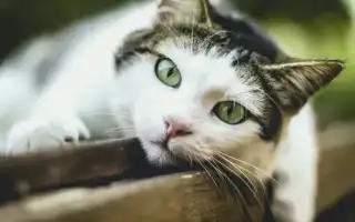 Кошка смотрит в глаза: приметы и суеверия о животных