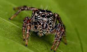 К чему снится большой чёрный паук во сне женщине, девушке, мужчине: толкование и значение