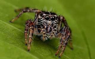 К чему снится большой чёрный паук во сне женщине, девушке, мужчине: толкование и значение