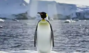 Сонник: пингвины и их значение
