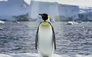 Сонник: пингвины и их значение