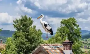 Приметы про аистов и их значение