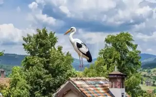 Приметы про аистов и их значение