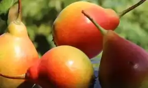 К чему снятся груши во сне: толкование по сонникам и их значение