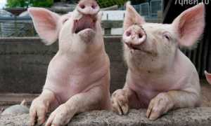 К чему снится во сне свинья женщине, девушке и мужчине: толкование и значение