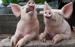 К чему снится во сне свинья женщине, девушке и мужчине: толкование и значение