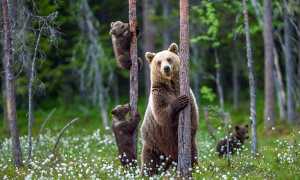 К чему снится чёрный медведь в разных культурах