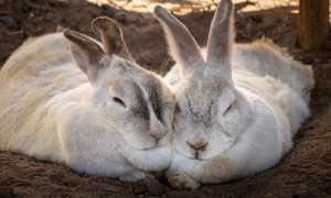 К чему снятся кролики во сне женщине, девушке, мужчине: толкование и значение
