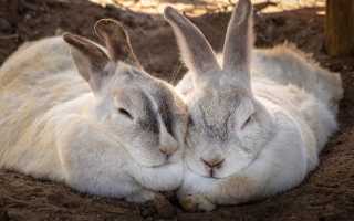 К чему снятся кролики во сне женщине, девушке, мужчине: толкование и значение