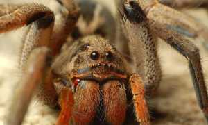 К чему снятся пауки женщине, девушке, мужчине во сне: толкование и значение