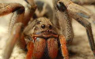 К чему снятся пауки женщине, девушке, мужчине во сне: толкование и значение